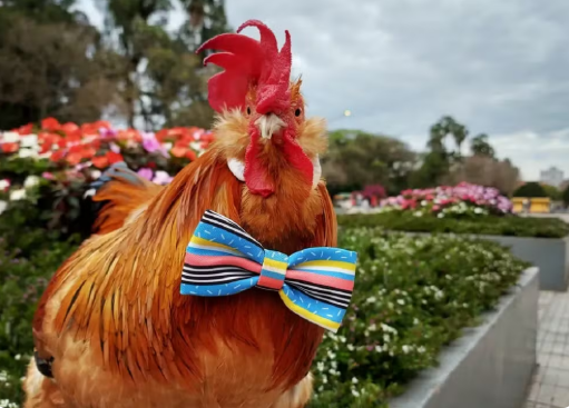 Galo Fu, pet influencer com mais de 80 mil seguidores, morre aos 6 anos