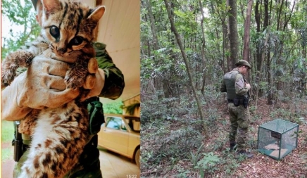 PATRAM resgata e devolve à natureza filhote de gato-maracajá em Santo Ângelo