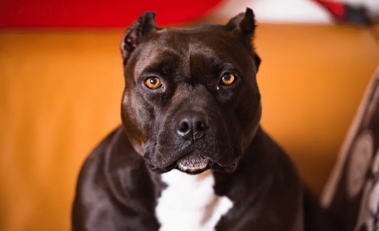 Município do Sul do Estado proíbe reprodução e restringe circulação de cães da raça Pit Bull e derivados