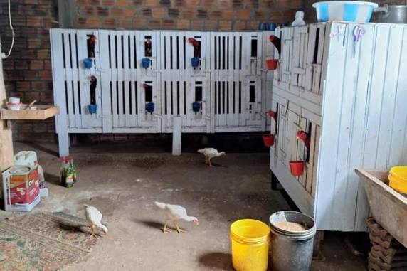 Polícia Civil resgata 45 galos em operação contra rinhas em Porto Xavier