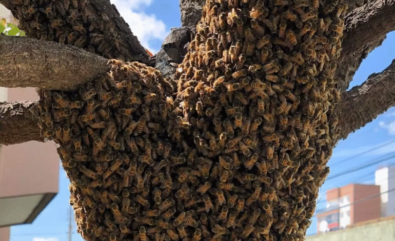 Santo Ângelo registra cinco ocorrências de enxame de abelhas em apenas uma hora