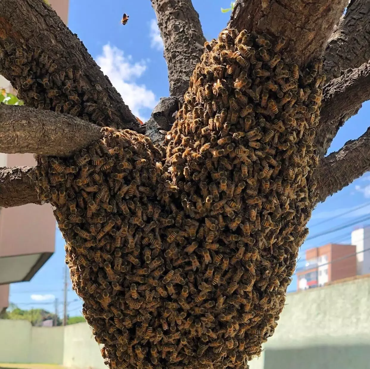Santo Ângelo registra cinco ocorrências de enxame de abelhas em apenas uma hora