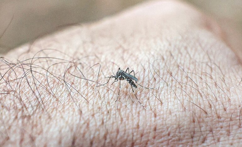 Elevação de temperaturas e chuva aumenta alerta em relação à dengue