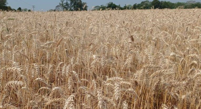 Colheita do trigo alcança 42%da área cultivavada no Rio Grande do Sul