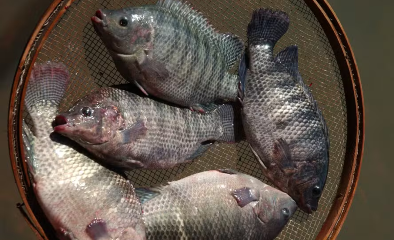Governo suspende lista que classificava tilápia como espécie exótica invasora