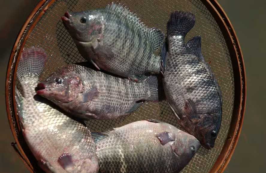 Governo suspende lista que classificava tilápia como espécie exótica invasora