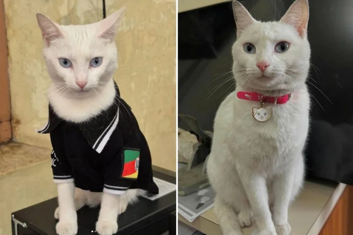 “Delegata”: adotada por policiais durante enchente no RS, gata reaparece sobre o telhado de delegacia após três dias “foragida”