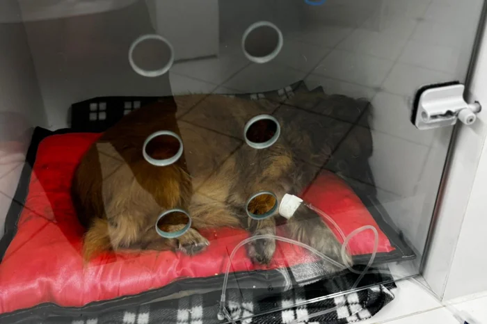 Cão é resgatado após ser enterrado vivo em Sapiranga e polícia investiga o caso