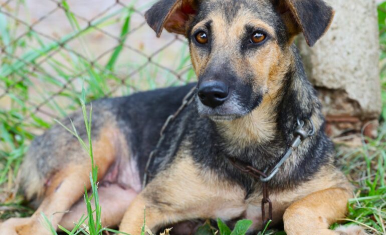 Big Dog Brasil: ação da Prefeitura de Santo Ângelo chama atenção para adoção consciente de animais