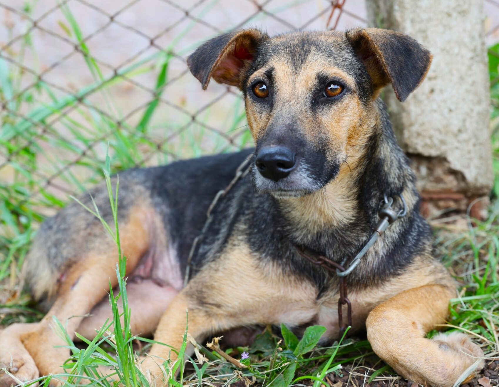 Big Dog Brasil: ação da Prefeitura de Santo Ângelo chama atenção para adoção consciente de animais