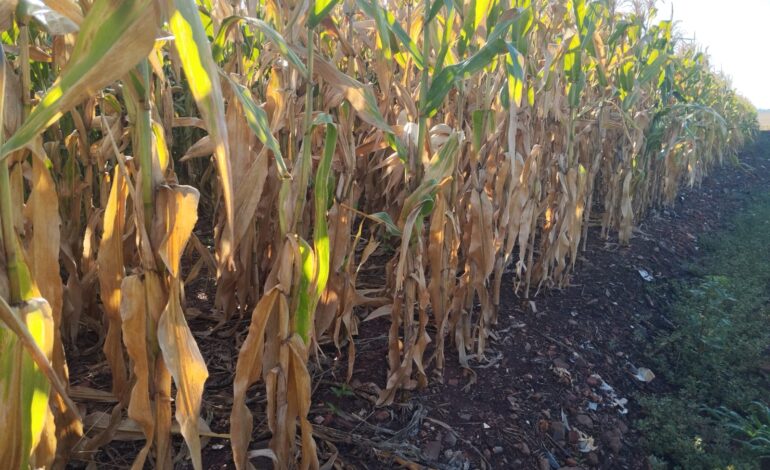 Abertura da Colheita do Milho terá dois dias de programação em São Borja