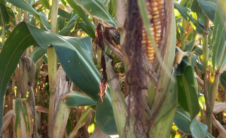 Chuvas passam dos 400mm no mês de dezembro em Santo Ângelo