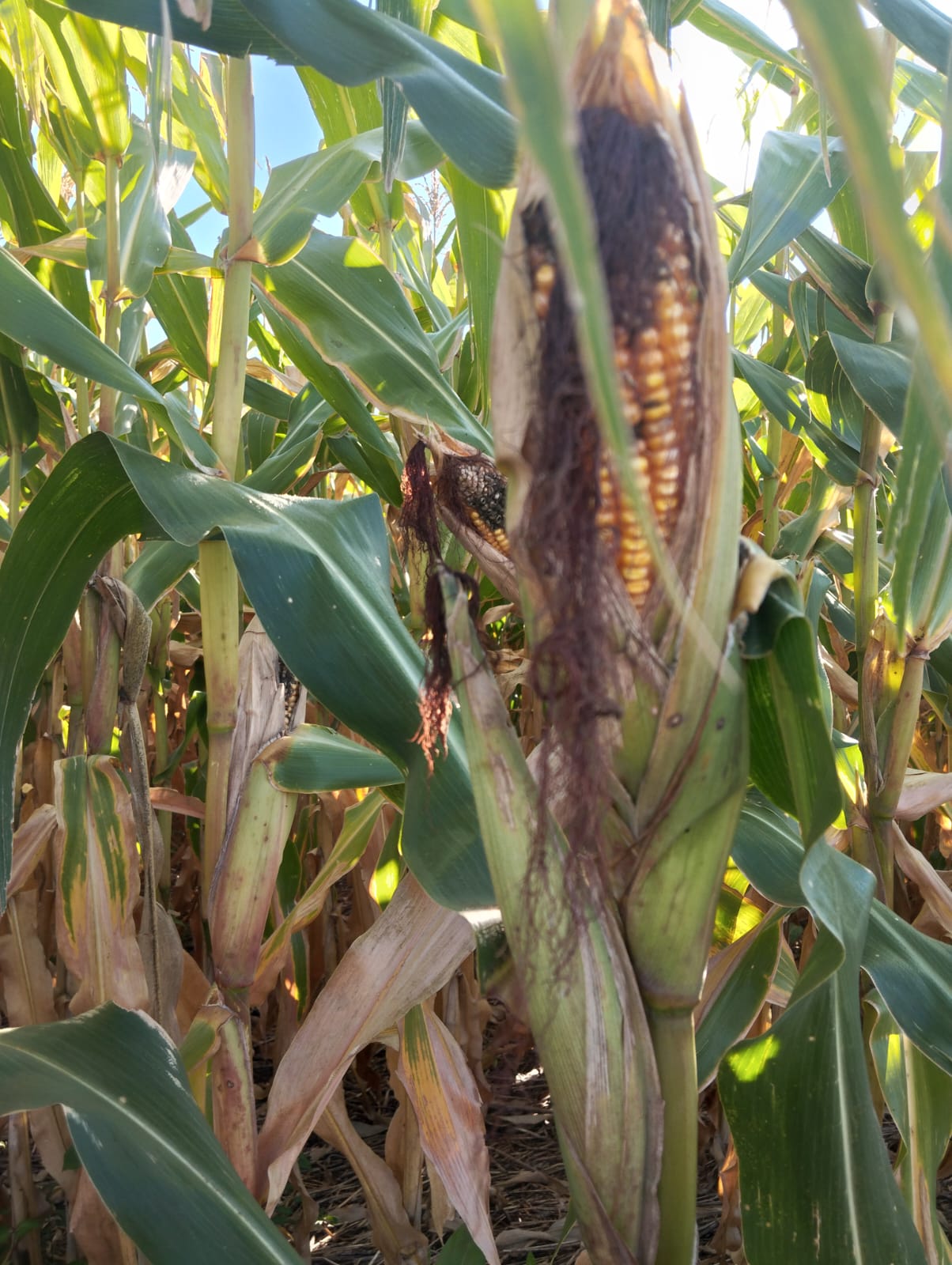 Chuvas passam dos 400mm no mês de dezembro em Santo Ângelo
