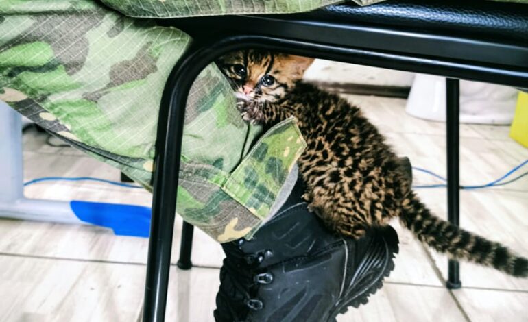 PATRAM resgata filhote de gato-maracajá após atropelamento da mãe em Sete de Setembro