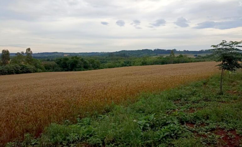 Área em Vitória das Missões é desapropriada para reforma agrária