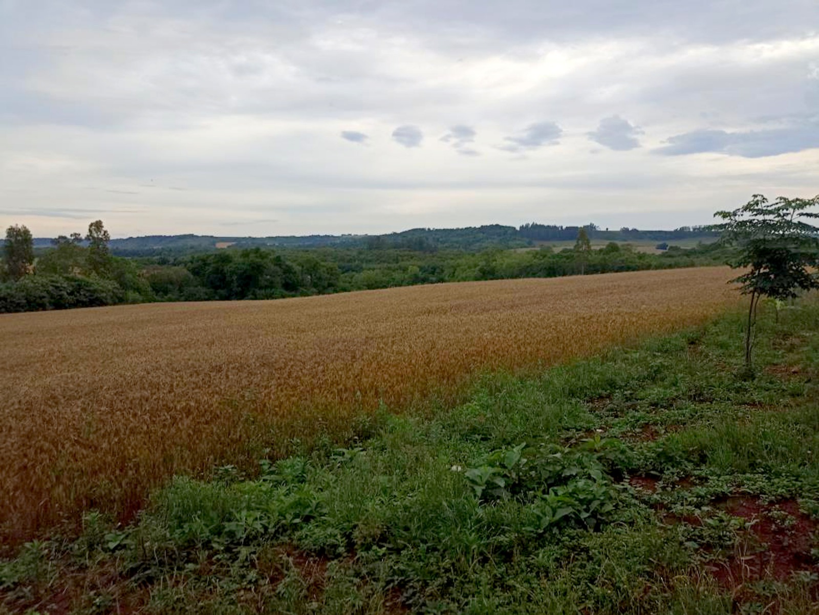 Área em Vitória das Missões é desapropriada para reforma agrária