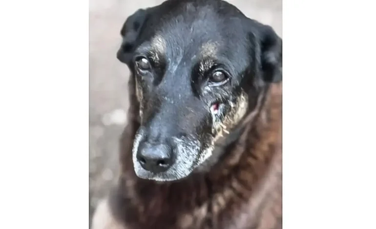 Adolescentes suspeitos de matar o cão Orelha voltam ao Brasil