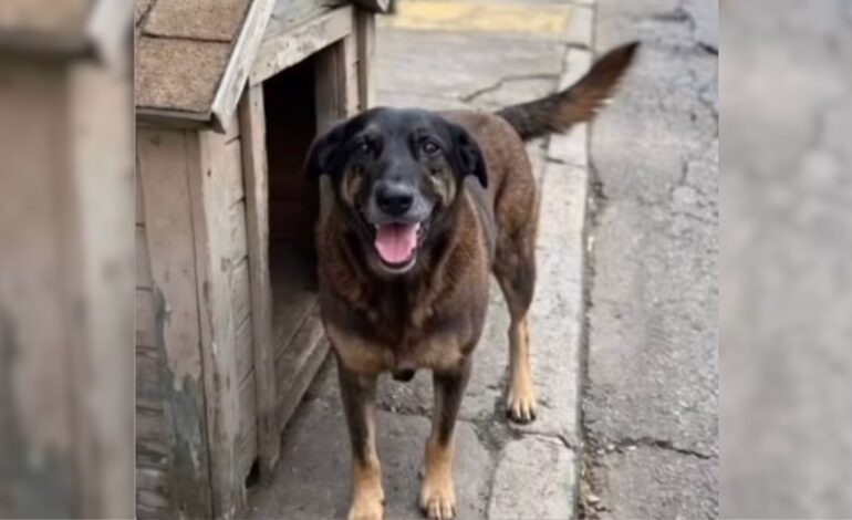 ‘Rompe o limite da humanidade’: Erika Hilton e políticos se manifestam sobre caso do cão Orelha