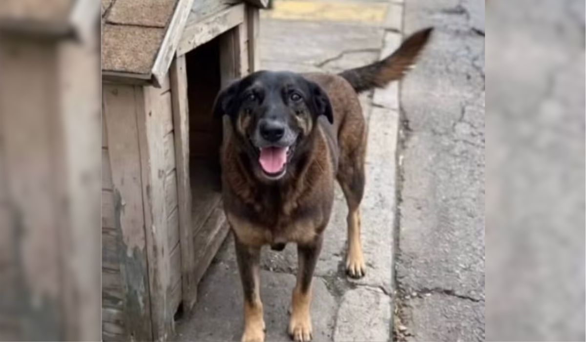 ‘Rompe o limite da humanidade’: Erika Hilton e políticos se manifestam sobre caso do cão Orelha