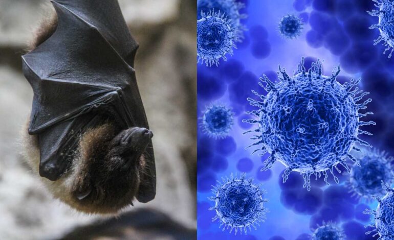 OMS dispensa restrições de viagem à Índia após casos de Nipah e aponta baixo risco de propagação