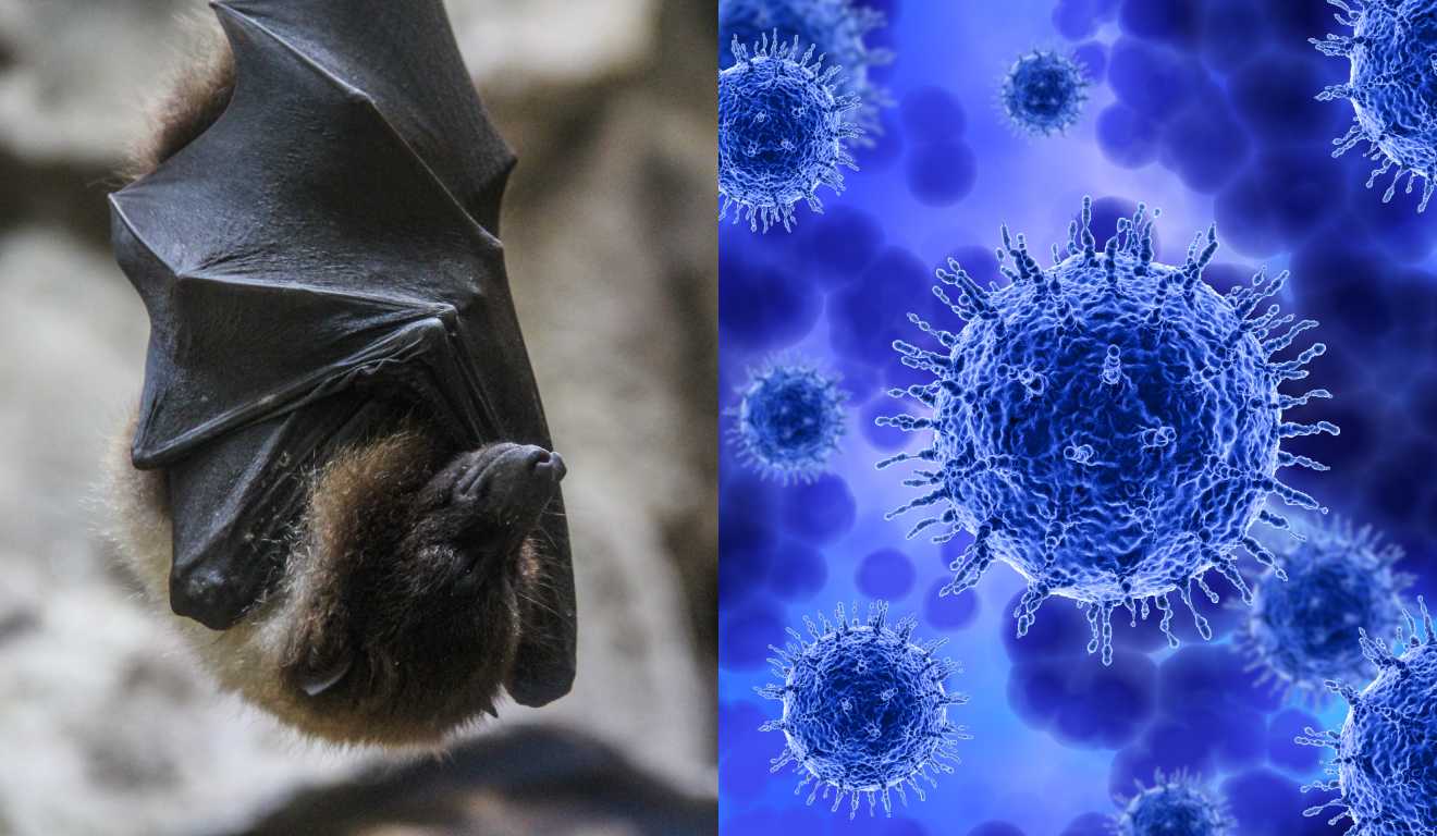 OMS dispensa restrições de viagem à Índia após casos de Nipah e aponta baixo risco de propagação