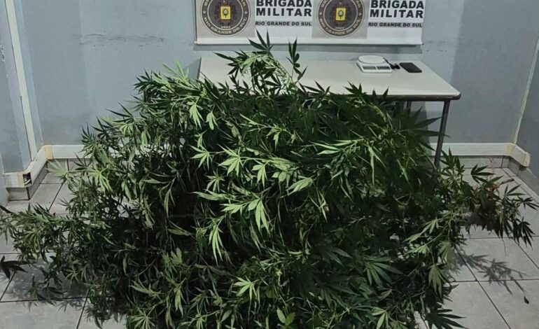 Brigada Militar prende homem com plantação de maconha em residência em Ijuí