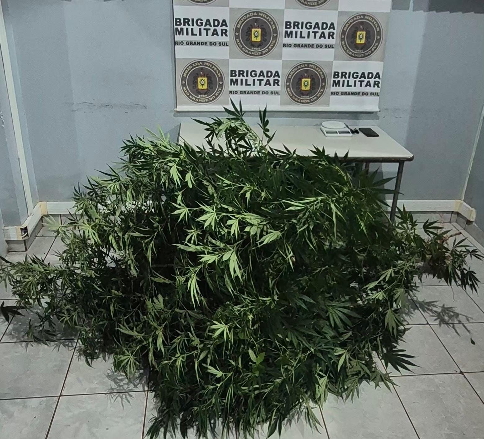 Brigada Militar prende homem com plantação de maconha em residência em Ijuí