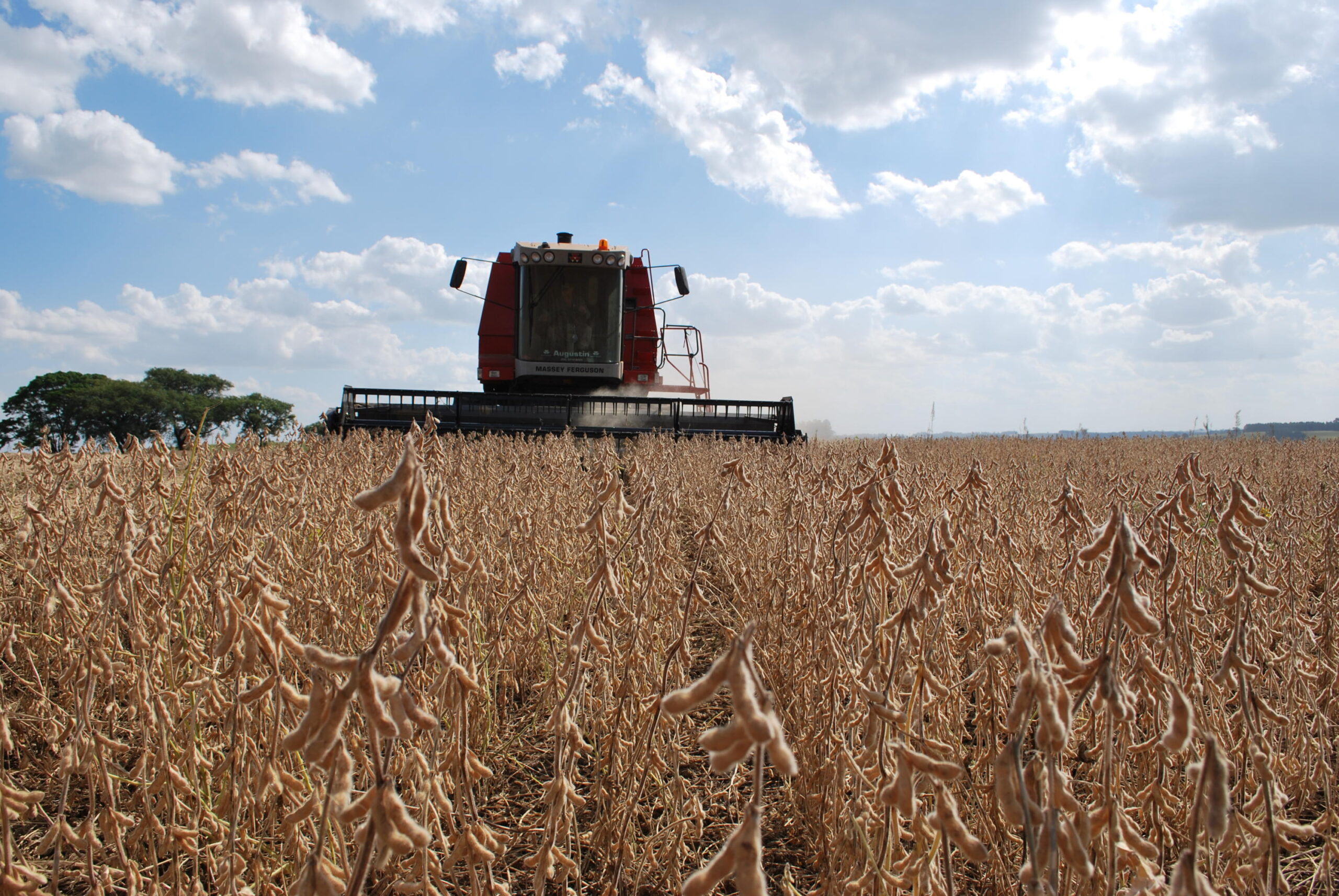 Safra de grãos no Rio Grande do Sul é estimada em 38,9 milhões de toneladas em 2025/26, aponta Conab
