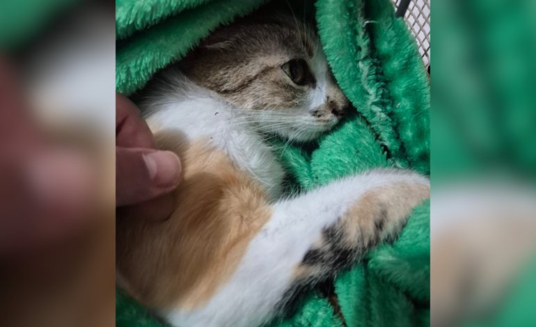 Mulher é presa após arremessar gata de 12º andar de prédio no Paraná