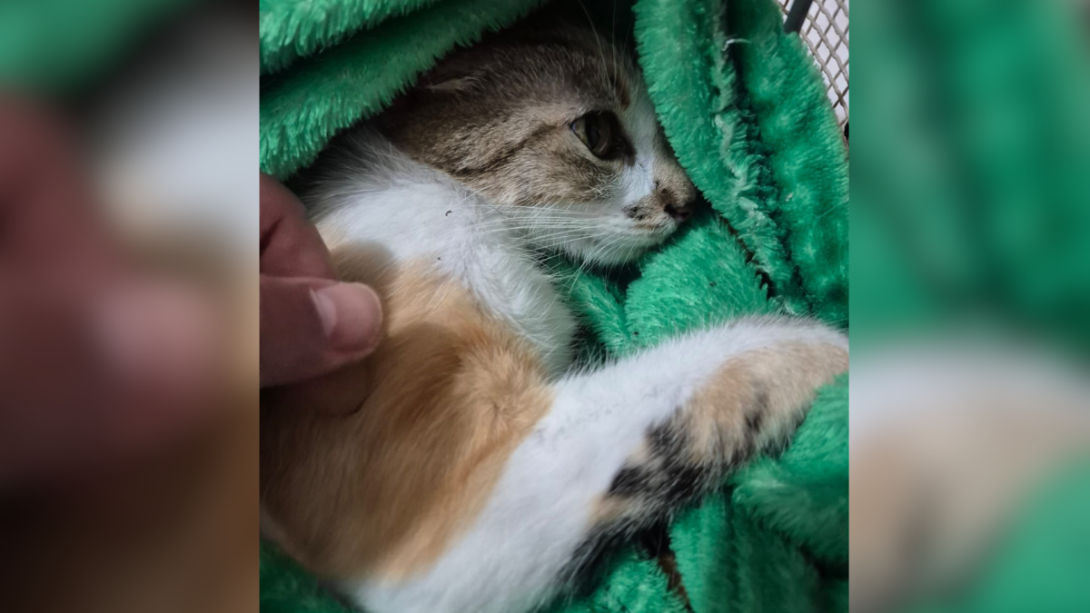 Mulher é presa após arremessar gata de 12º andar de prédio no Paraná