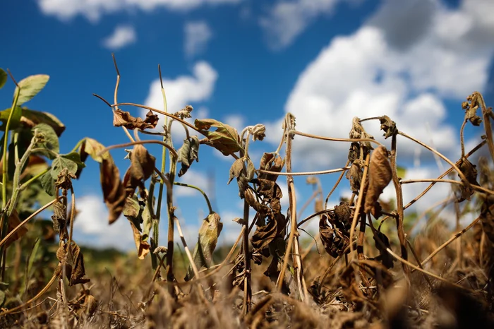 Rio Grande do Sul cresce 1,7% em 2025, abaixo da média nacional