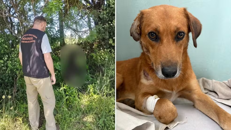 Polícia investiga morte de seis cães no RS; cinco teriam sido arremessados de ponte