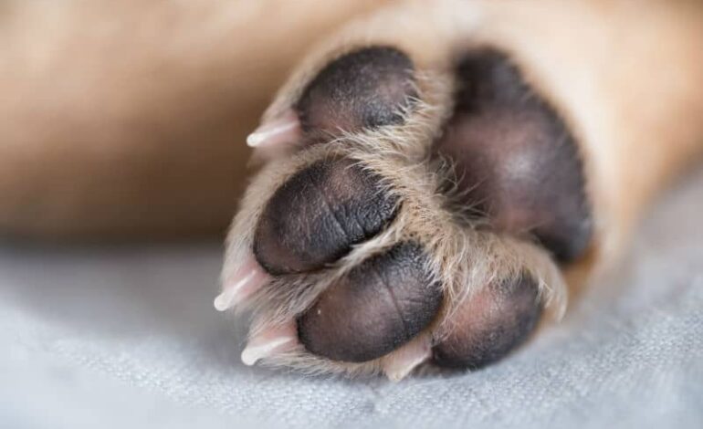 Homem é preso e confessa ter matado o próprio cachorro em Giruá