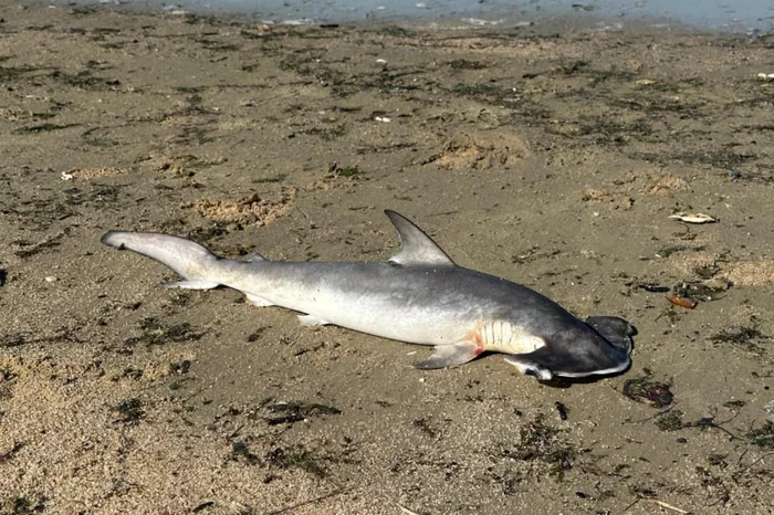 Filhote de tubarão martelo é encontrado morto no Laranjal, em Pelotas