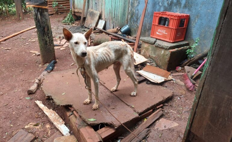 PATRAM resgata cães vítimas de maus-tratos em Catuípe após denúncia