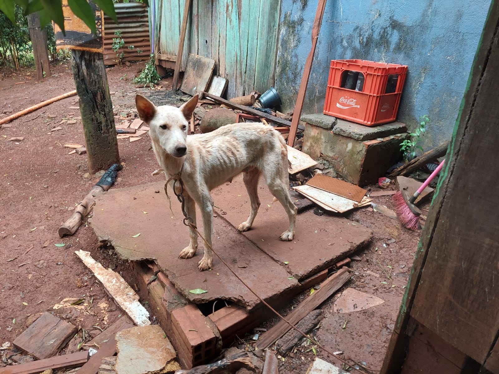 PATRAM resgata cães vítimas de maus-tratos em Catuípe após denúncia