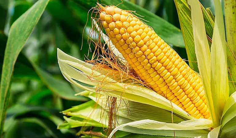 Entre-Ijuís receberá a abertura oficial da colheita do milho em 2027
