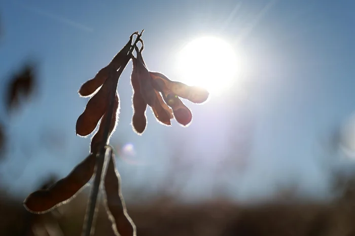 Safra de soja no norte do RS deve ter perdas de até 25%