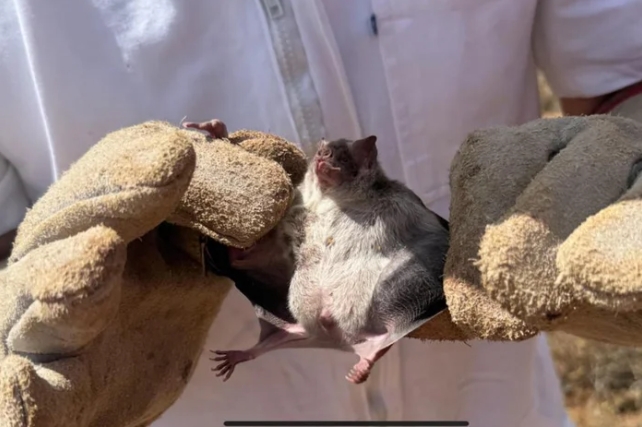 RS emite alerta sanitário para raiva herbívora na fronteira