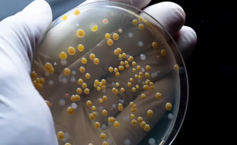 UFRGS identifica bactéria multirresistente em pontos do Guaíba, em Porto Alegre