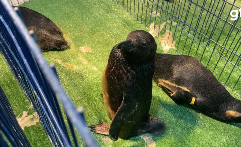 Pinguins cobertos por óleo são resgatados no Litoral Sul do RS após sete anos sem registros