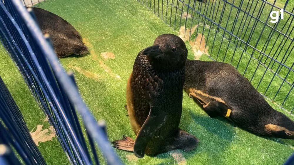 Pinguins cobertos por óleo são resgatados no Litoral Sul do RS após sete anos sem registros