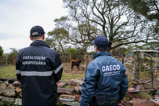 Operação Boi Fantasma investiga esquema de R$ 100 milhões com venda fictícia de gado no RS