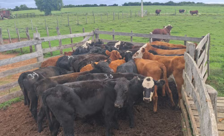 Produtores rurais do RS sofrem novo golpe com falsa devolução de gado furtado