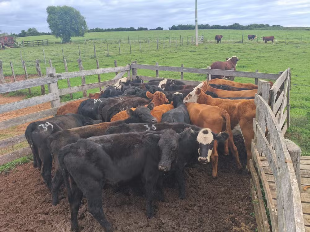 Produtores rurais do RS sofrem novo golpe com falsa devolução de gado furtado