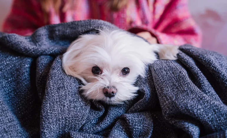 Bem-Estar Animal orienta tutores sobre cuidados com pets durante o frio