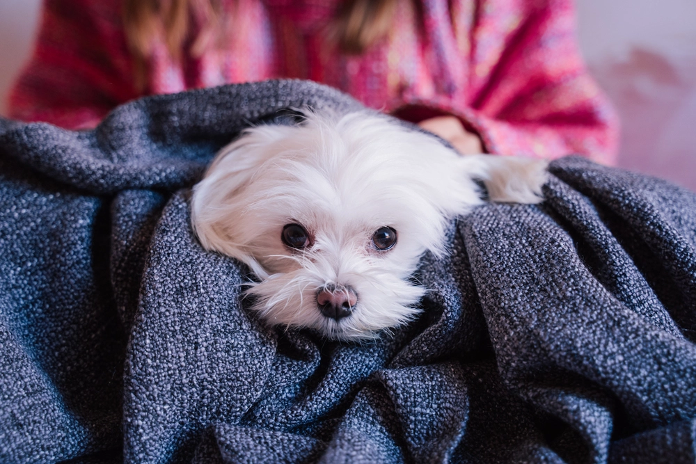 Bem-Estar Animal orienta tutores sobre cuidados com pets durante o frio