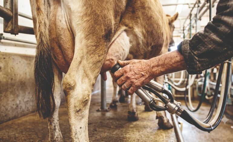 Cerca de quatro mil pessoas vivem no meio rural de Santo Ângelo e 30% tem mais de 60 anos
