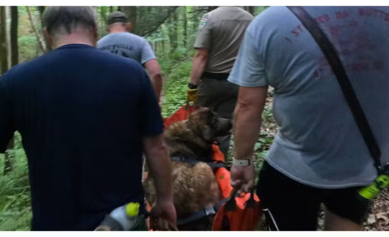 Cachorra de 46 kg é resgatada por bombeiros após passar mal durante trilha nos EUA