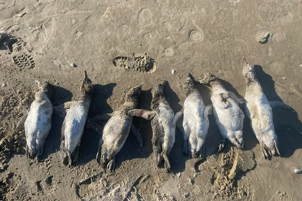 Mais de 1,2 mil pinguins são encontrados mortos no Litoral Sul do RS